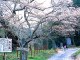 山王桜